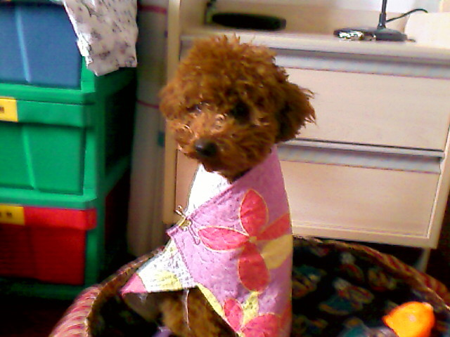 玩具!玩具大联盟!很多玩具照片!-第3页-家有宠