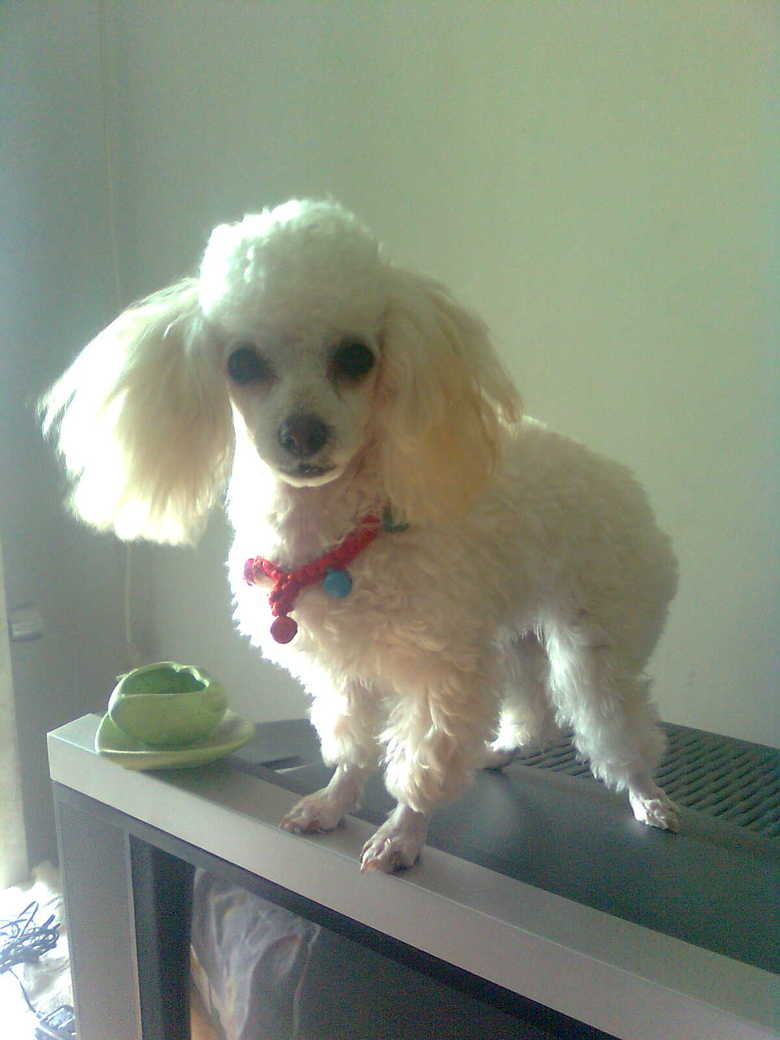 玩具!玩具大联盟!很多玩具照片!-第3页-家有宠