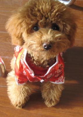 玩具!玩具大联盟!很多玩具照片!-第3页-家有宠