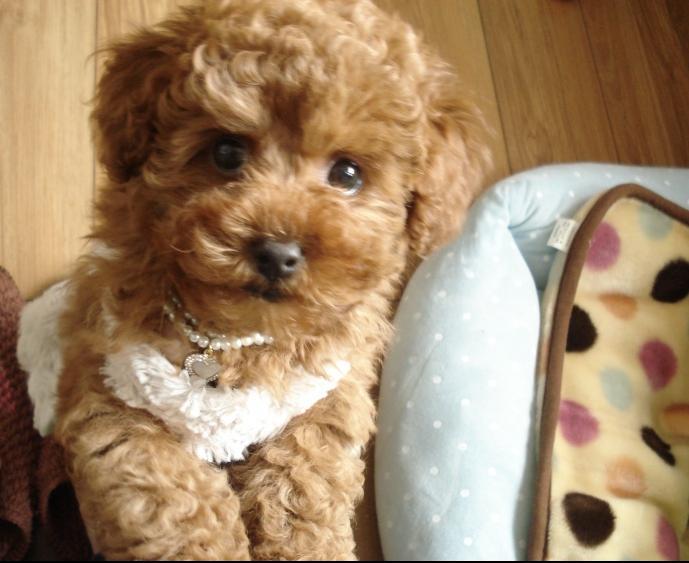 玩具!玩具大联盟!很多玩具照片!-第3页-家有宠