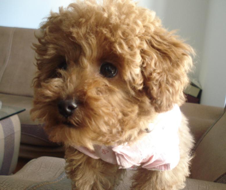 玩具!玩具大联盟!很多玩具照片!-第3页-家有宠