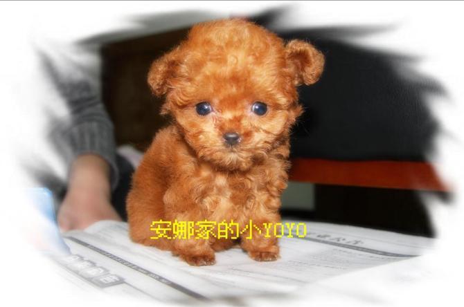 玩具!玩具大联盟!很多玩具照片!-第3页-家有宠