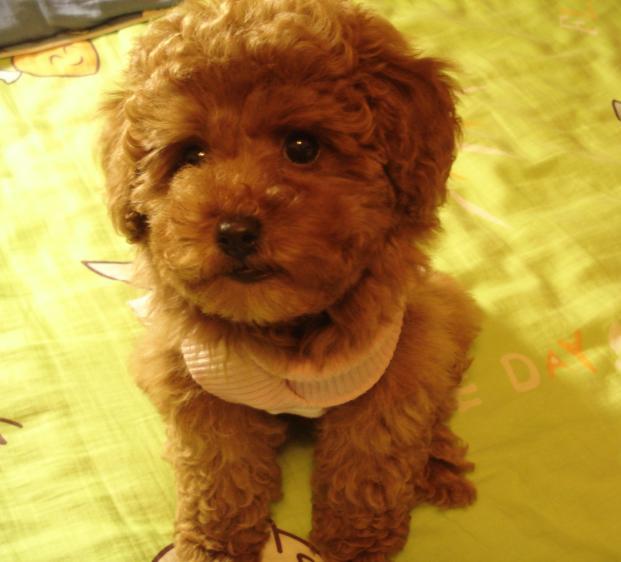 玩具!玩具大联盟!很多玩具照片!-第3页-家有宠