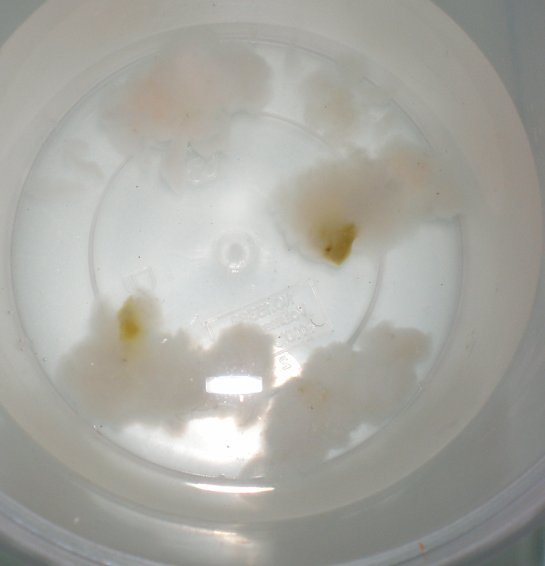 雪蛤泡出来是绿色的,是不是发霉了?-19楼私房