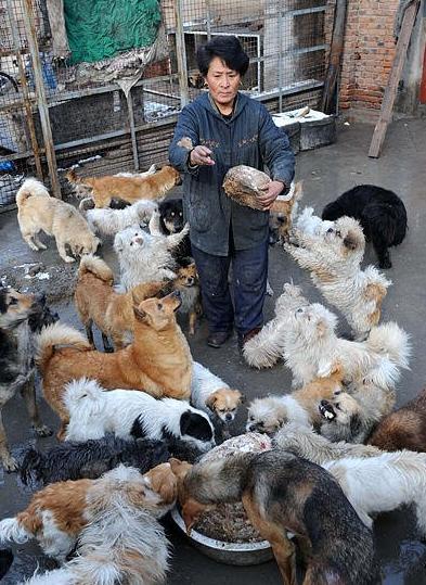 退休教师卖房租地救助流浪宠物-家有宠物-杭州