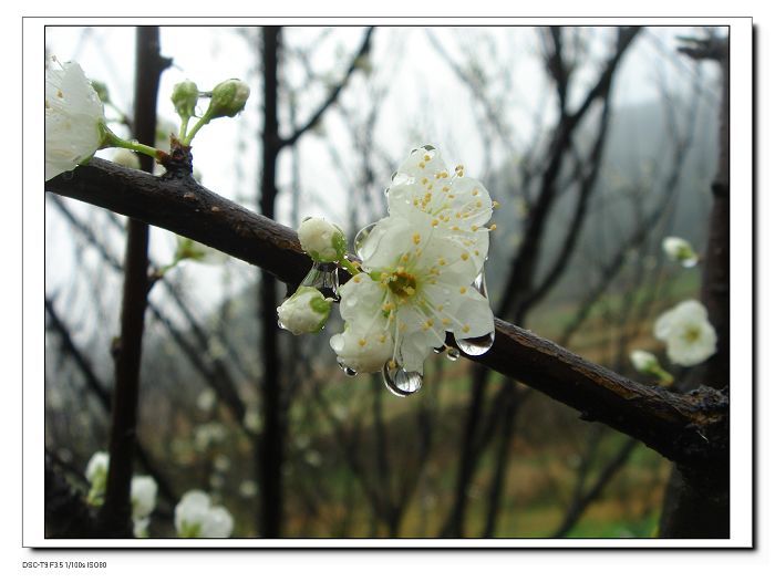 T9告别作--春雨如丝,梨花带雨,枯木逢春:春天的