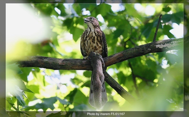 松鼠临死前的大叫声让我找到了它-19摄区-杭州