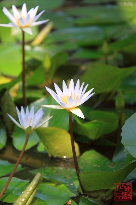 09年3月最新海南三亚自助游完整版攻略-旅游先