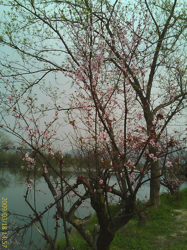 西溪湿地的桃花开了-viva手机拍拍