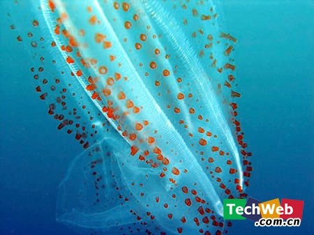 [zt]神奇!世界十大透明动物-转贴之王-杭州19楼