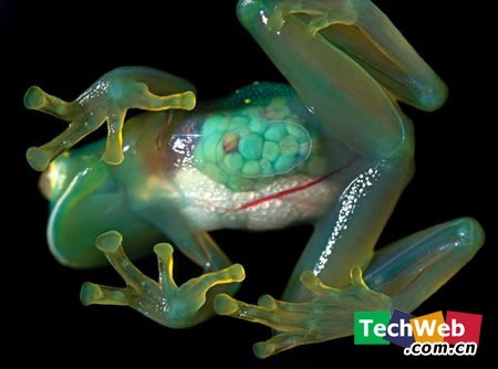 [zt]神奇!世界十大透明动物-转贴之王-杭州19楼