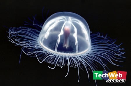 [zt]神奇!世界十大透明动物-转贴之王-杭州19楼