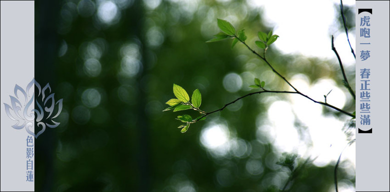 杭州旅游--虎咆一梦,春正些些满--虎咆春早-大杭