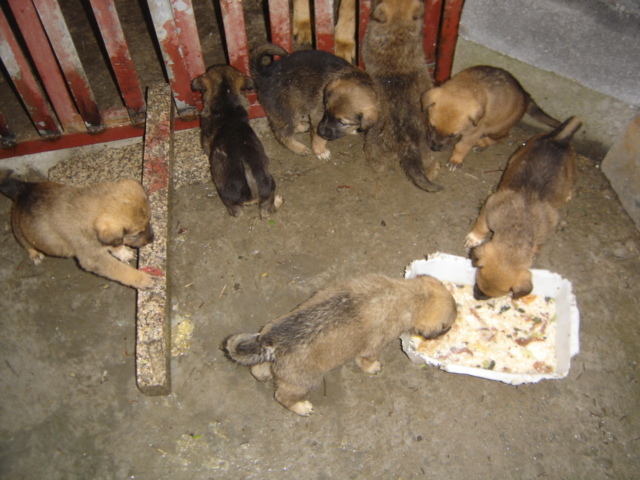 出售己满月的狼狗(三母一公)照片己上-宠物相关