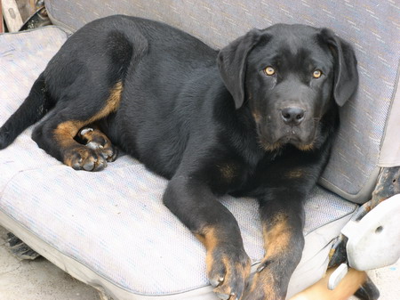 请问这是什么品种的狗