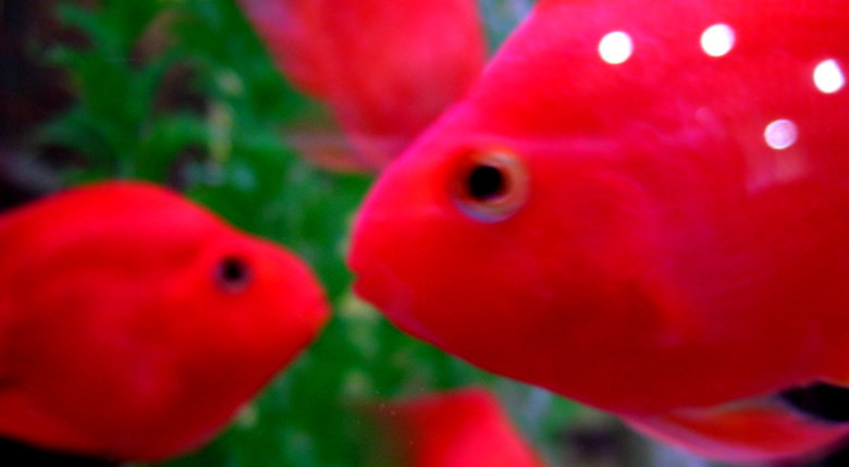 鱼缸里的热带小红鱼亲亲瞬间 抓拍-19摄区-杭州