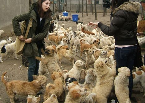 领养狗狗去南京流浪动物基地哦-家有宠物-杭州