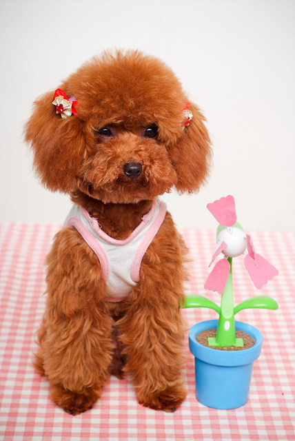 玩具!玩具大联盟!很多玩具照片!-家有宠物-杭州