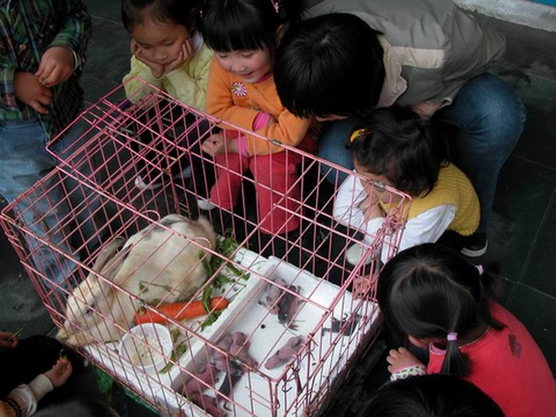 杭州朝晖五区幼儿园动物生态园饲养的兔妈妈一