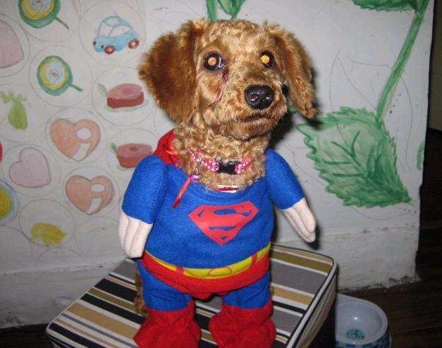 贱货到处有,我家特别多一一!-家有宠物-杭州1