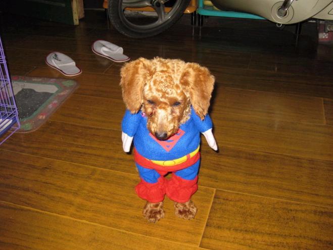 贱货到处有,我家特别多一一!-家有宠物-杭州1