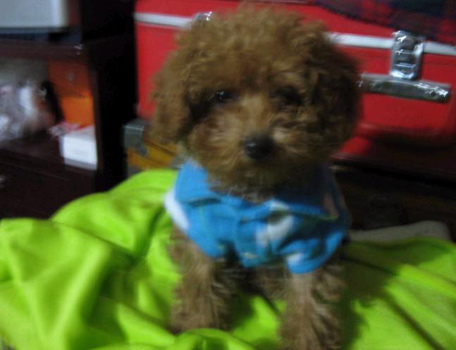 贱货到处有,我家特别多一一!-家有宠物-杭州1