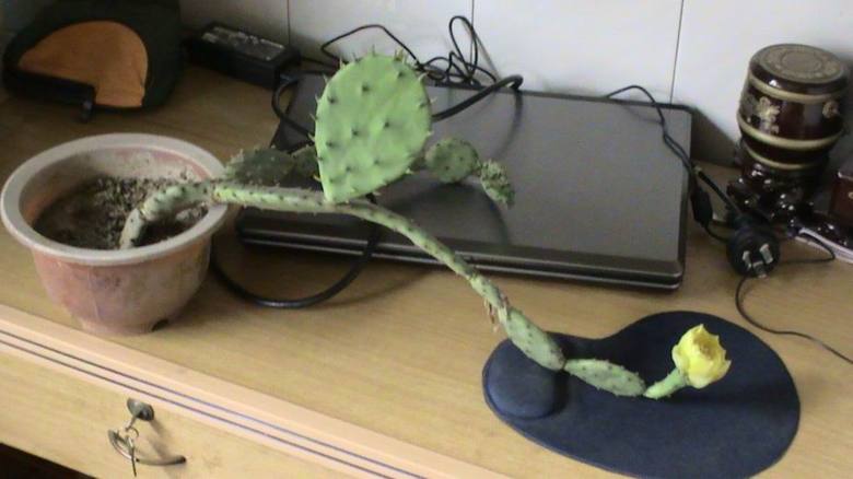 老婆怀孕15周,家里的万年青,仙人掌都开花了-准