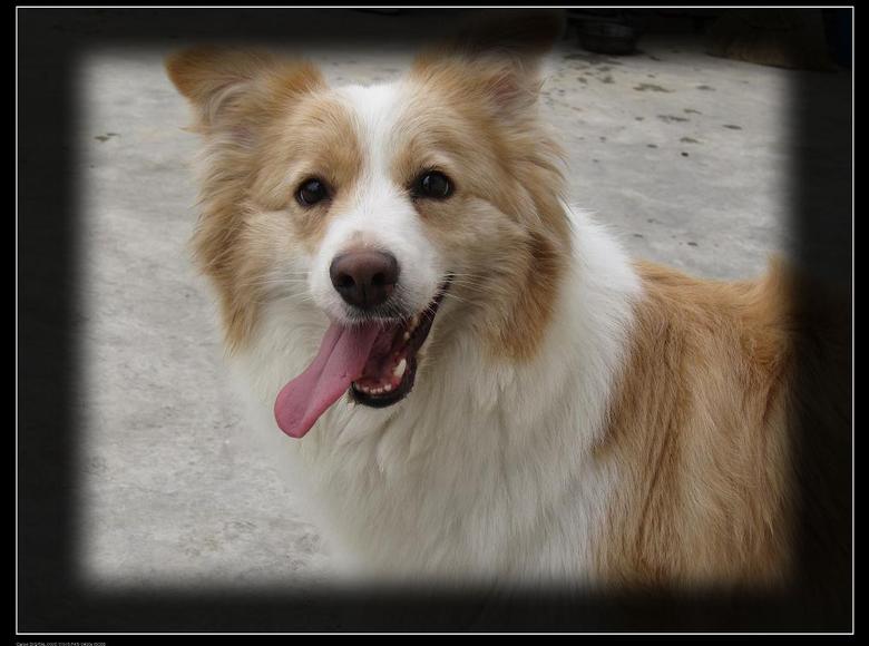 白金汉宫边境牧羊犬宝宝出售(带血统证和芯片)