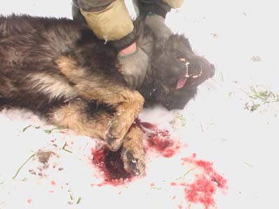 震撼!高加索犬巨灵神对藏獒魔王(转贴)
