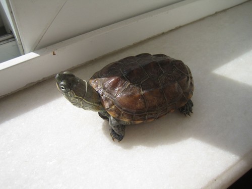 请教,乌龟要如何养呢-家有宠物-杭州19楼