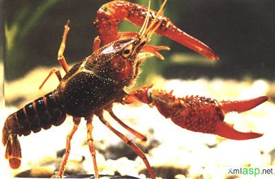 惊天大秘密:我们吃的小龙虾到底是什么?(希望