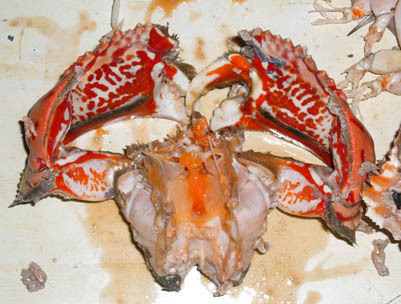 元宝蟹,吃好、发帖,与大家一起分享-美食俱乐部-杭州19楼