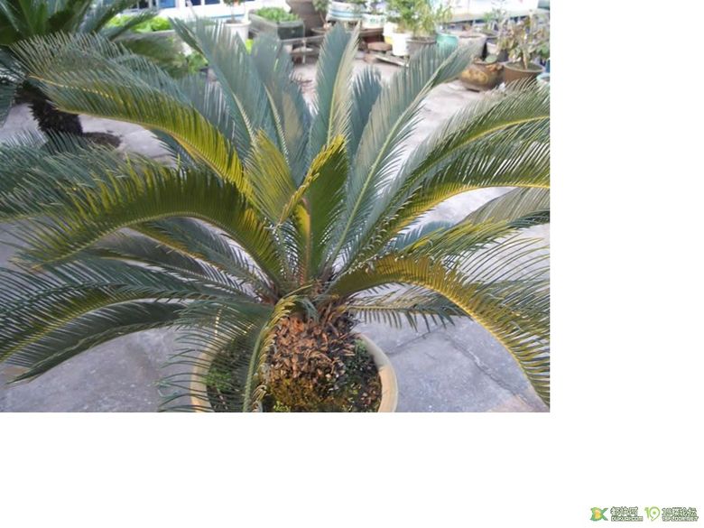 老爸养的铁树,橡皮树想转让掉,家里放不下了-装