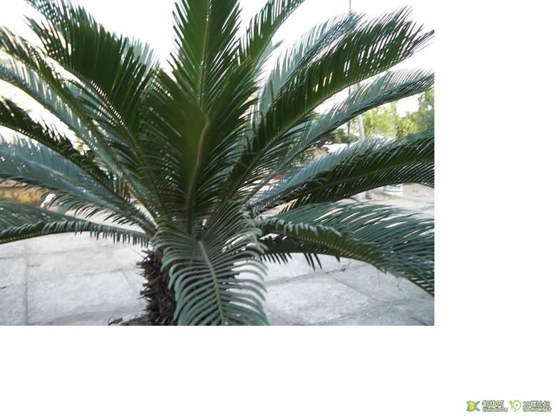 老爸养的铁树,橡皮树想转让掉,家里放不下了-装