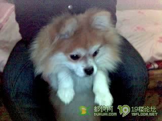 转让漂亮的小狐狸狗-家有宠物-杭州19楼