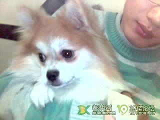 转让漂亮的小狐狸狗-家有宠物-杭州19楼