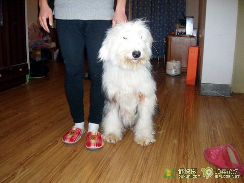 杭州跳楼价格转让宽发情古代成母3000了,近来