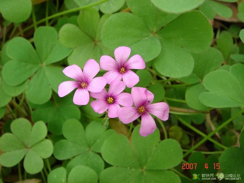 杭州2006妈咪群首次妈咪宝贝大聚会(很多pp添