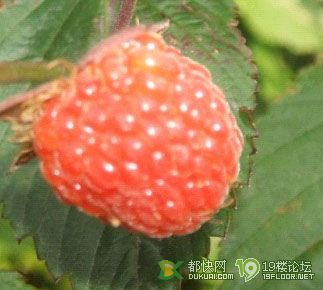 <em>文胸</em>吊带老是<em>往下掉</em>,咋办?-咖啡大教室-杭州19