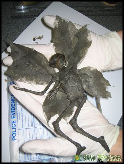 英国发现精灵干尸-口水乐园-杭州19楼