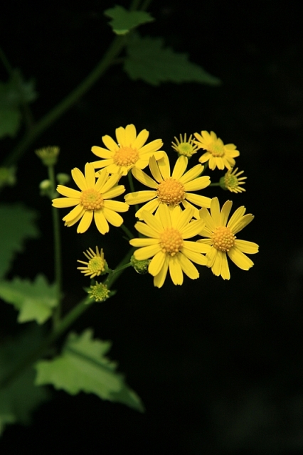 小黄花