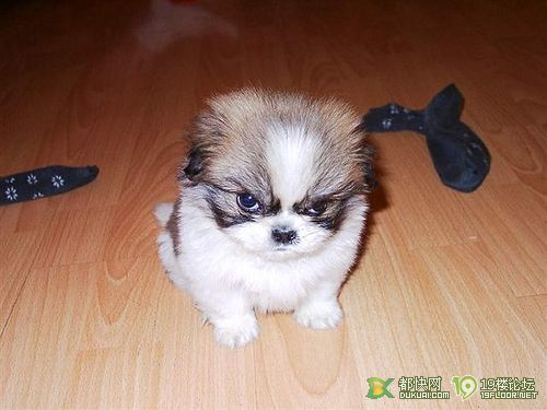 我收集来的养猫注意事项-家有宠物-杭州19楼