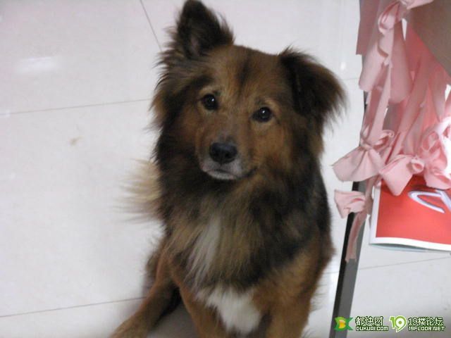 强头倔脑的狗也能带到宠物店去洗澡剪毛的吗?