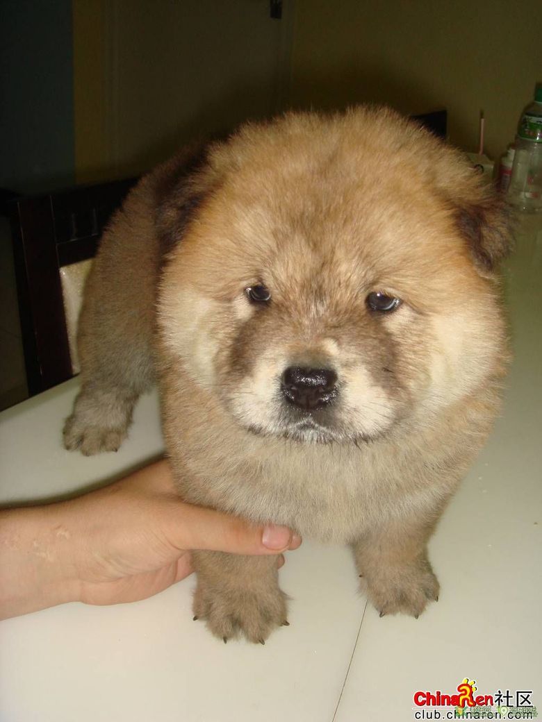发现一只超可爱的胖狗宝宝~-家有宠物-杭州19
