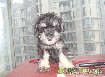 可爱雪纳瑞 `送给老婆女朋友的好宠宠哦!-宠物