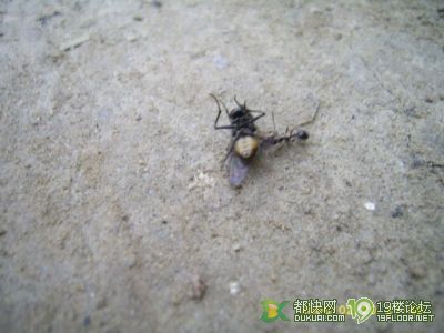 蚂蚁是这样搬食物的-口水乐园-杭州19楼