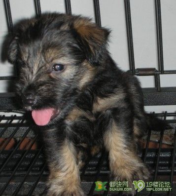 可爱雪纳瑞`送给老婆女朋友的好宠宠哦!