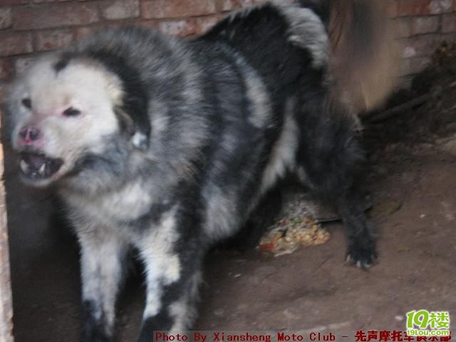 濒临绝种的鬼脸獒王.普通藏獒看见都发颤