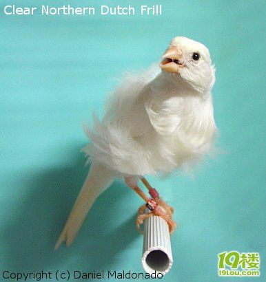 德国萝娜颤音金丝雀(芙蓉鸟)-家有宠物-杭州19