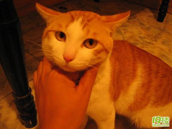 贱猫小小来我家20天全记《要顶哦!嘎嘎》-家有